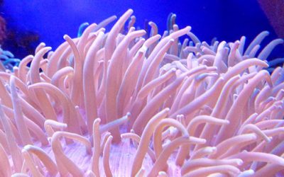 Une petite plongée sous-marine près de la réserve de Scandola?