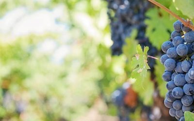 Focus sur les produits AOC de Corse